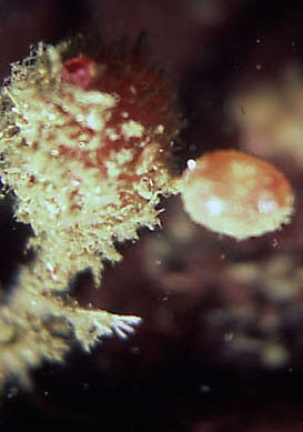 Boltenia villosa (Spinyheaded tunicate) (Cynthia villosa)